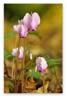 Landscape photography tips - Cyclamen